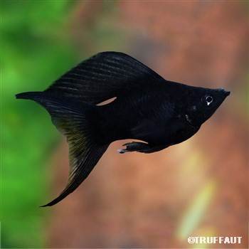 Black Molly - la beauté noire dans votre aquarium - CO2Art.eu